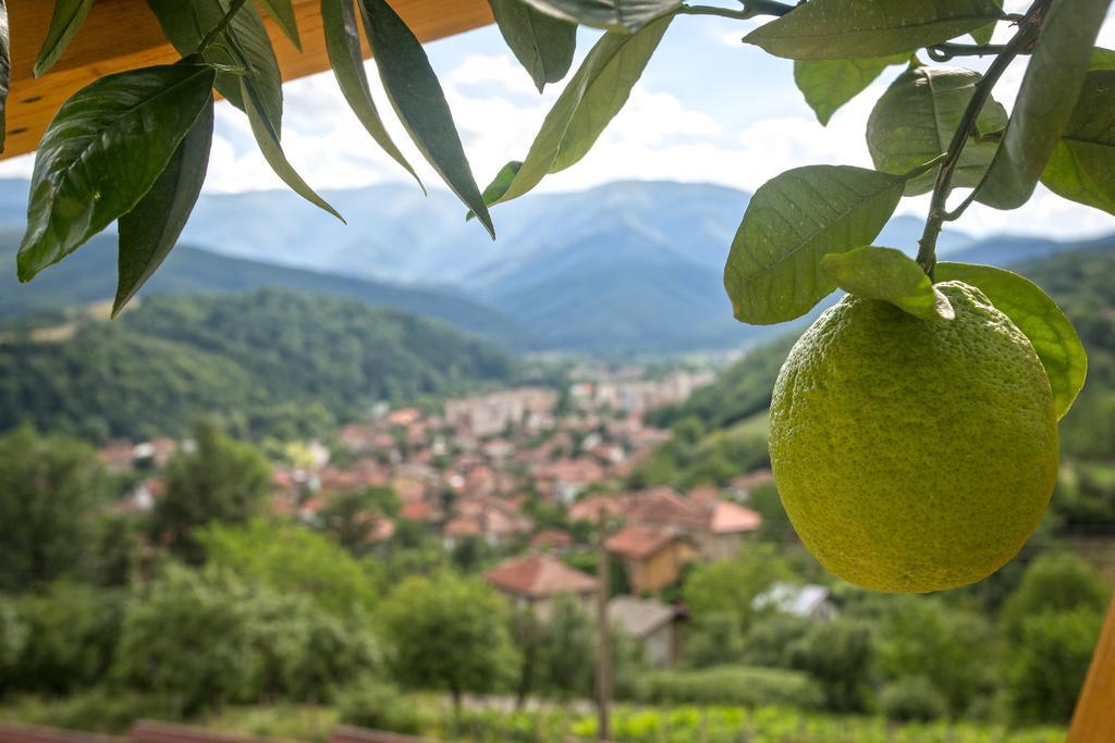 Green Hill Luxury Villa Berkowica Zewnętrze zdjęcie